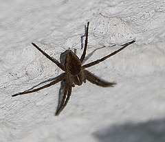 20100428 2462Aw [T~G] Hauswinkelspinne (Tegenaria domestica), Bad Salzuflen