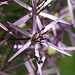 20100615 5392Mw [D~LIp] Insekt, Sternkugellauch (Allium christophil), Bad Salzuflen