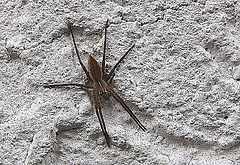 20100428 2469Aw [D~LIP] Hauswinkelspinne (Tegenaria domestica), Bad Salzuflen
