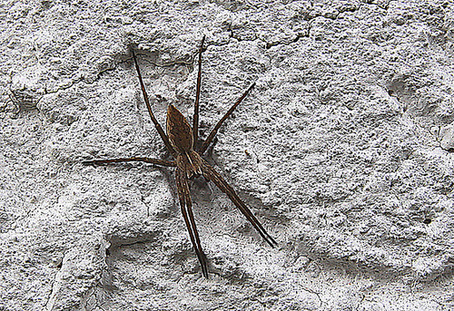 20100428 2469Aw [D~LIP] Hauswinkelspinne (Tegenaria domestica), Bad Salzuflen