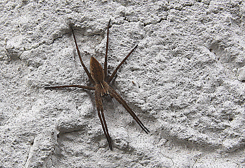 20100428 2469Aw [D~LIP] Hauswinkelspinne (Tegenaria domestica), Bad Salzuflen