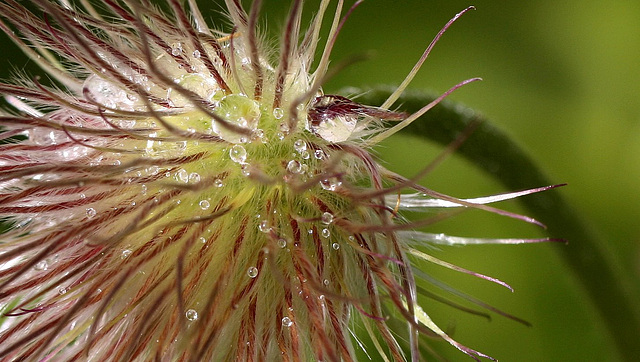 Anémone "pluviatile"