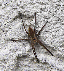 20100428 2468Aw [D~LIP] Hauswinkelspinne (Tegenaria domestica), Bad Salzuflen