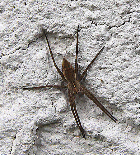 20100428 2468Aw [D~LIP] Listspinne (Pisaura mirabilis), Bad Salzuflen