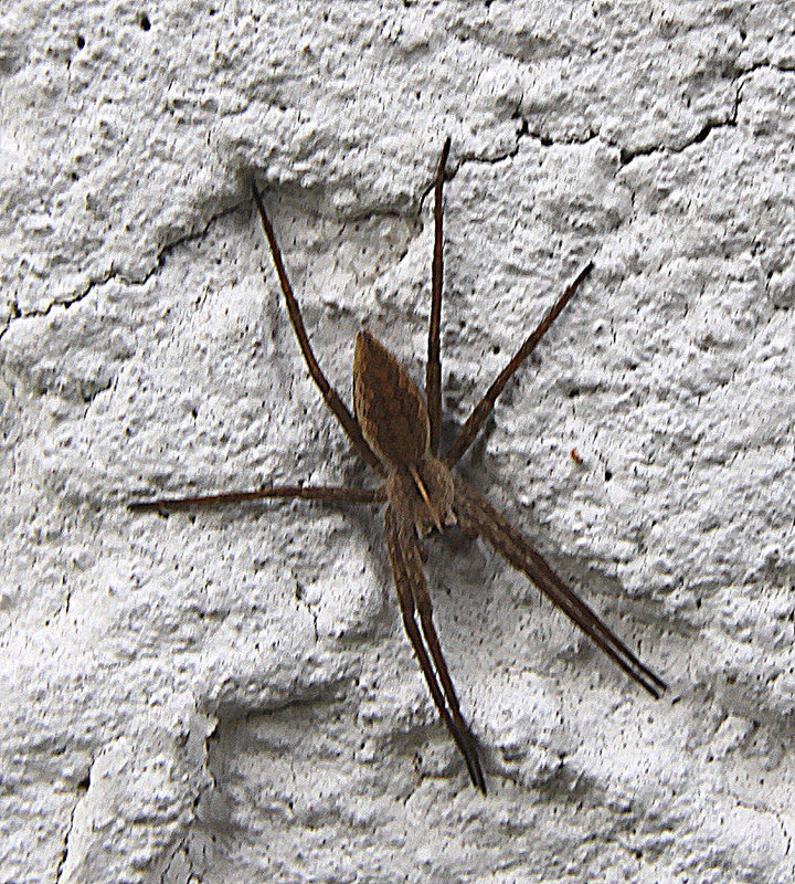 20100428 2468Aw [D~LIP] Hauswinkelspinne (Tegenaria domestica), Bad Salzuflen
