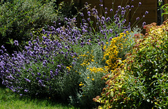 Lavender with a Nikon D50 and Vivitar 70-150