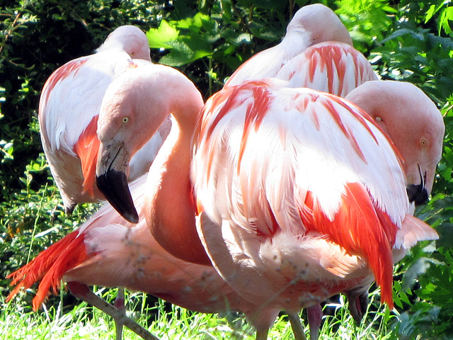 Chileflamingos