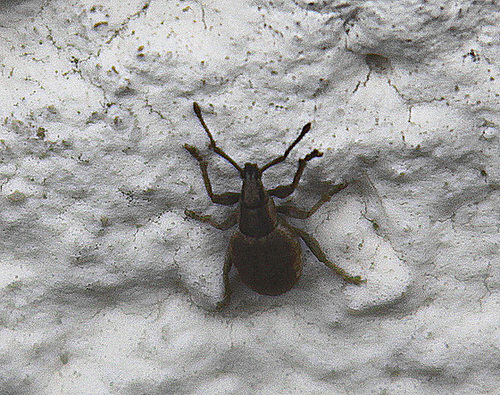 20100428 2461Aw [D~LIP] Rüsselkäfer (Curculioniae agg)