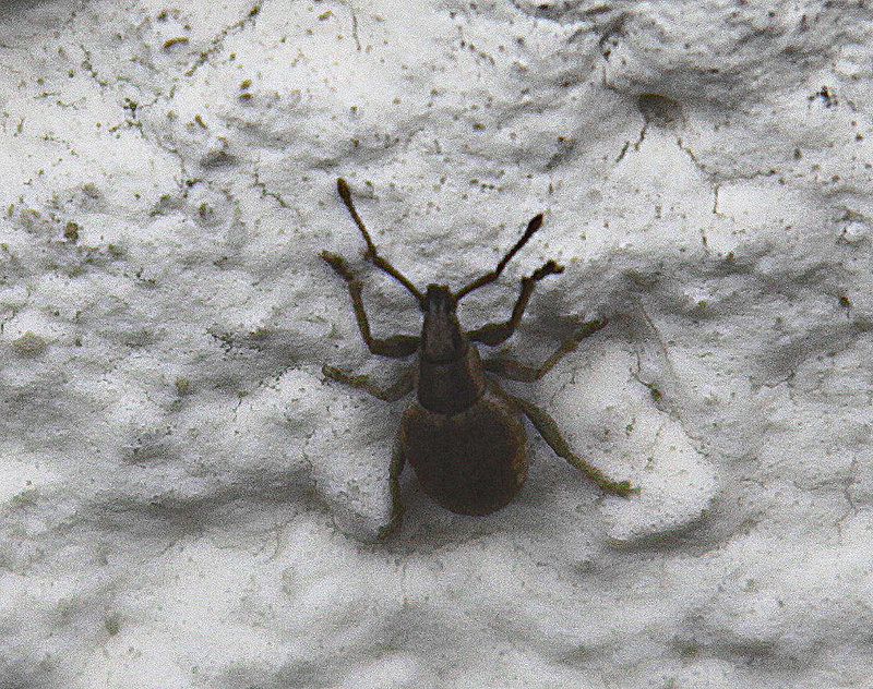 20100428 2461Aw [D~LIP] Rüsselkäfer (Curculioniae agg)