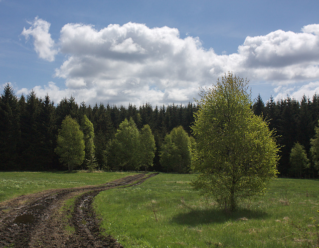 Lichtung auf dem Kuhberg