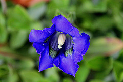 20100428 2464Aw [D~LIP] Stengelloser Enzian (Gentiana acaulis), BS