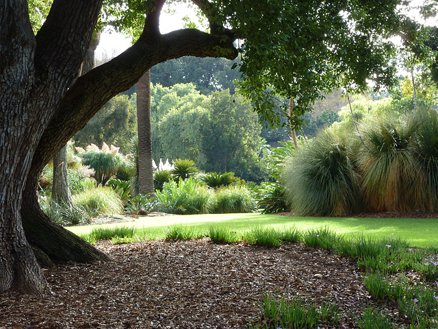 At the Adelaide Botanical Gardens