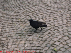 Raven in the Old Botanical Garden, Munchen (Munich), Bayern, Germany, 2010