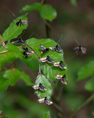 Inconnus.... (adela reaumurella mâles)