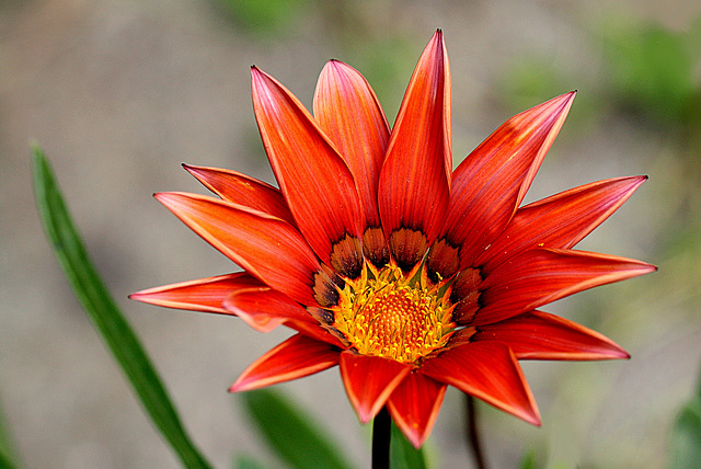 Gazania3