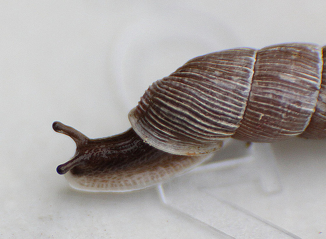 20100425 2413ARw [D~LIP] Schließmundschnecke (Clausiliidae), Bad Salzuflen