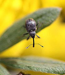 20100601 4702Mw [D~LIP] Rüsselkäfer, Bad Salzuflen