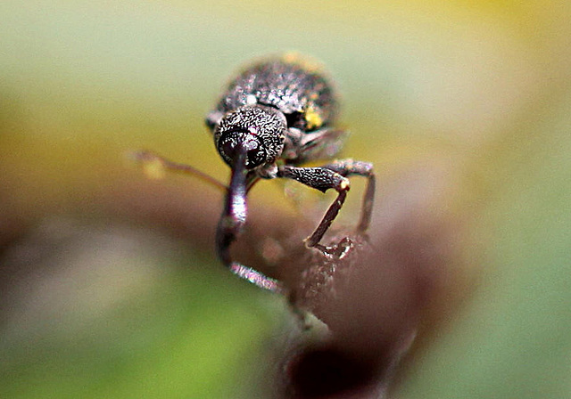 20100601 4705Mw [D~LIP] Rüsselkäfer, Bad Salzuflen