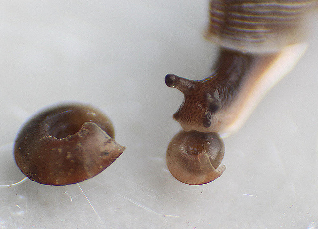 20100425 2419ARw [D~LIP] Schließmundschnecke (Clausiliidae), Schüsselschnecke {Braune-} (Discus ruderatus), Bad Salzuflen