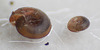 20100425 2422ARw [D~LIP] Gefleckte Schüsselschnecke (Gonyodiscus rotundatus), Bad Salzuflen