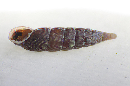 20100425 2425ARw [D~LIP] Schließmundschnecke (Clausiliidae), Bad Salzuflen