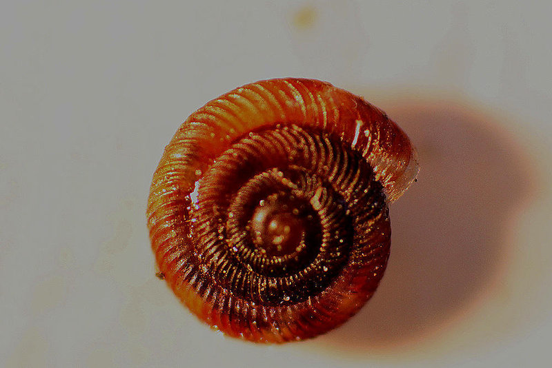 20100425 2429AZRw [D~LIP]  Schüsselschnecke {Braune-} (Discus ruderatus), Bad Salzuflen