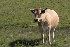 Cantal