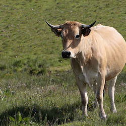 Cantal