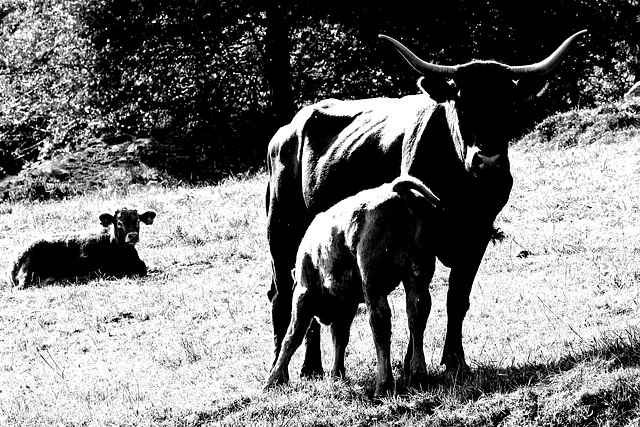 Cantal