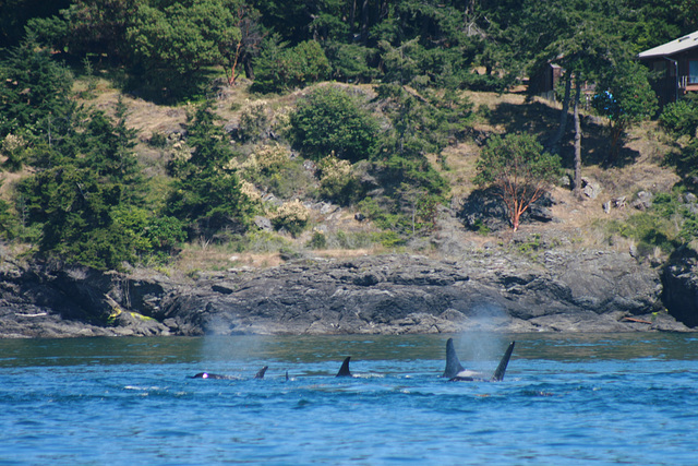 A Group of Orcas
