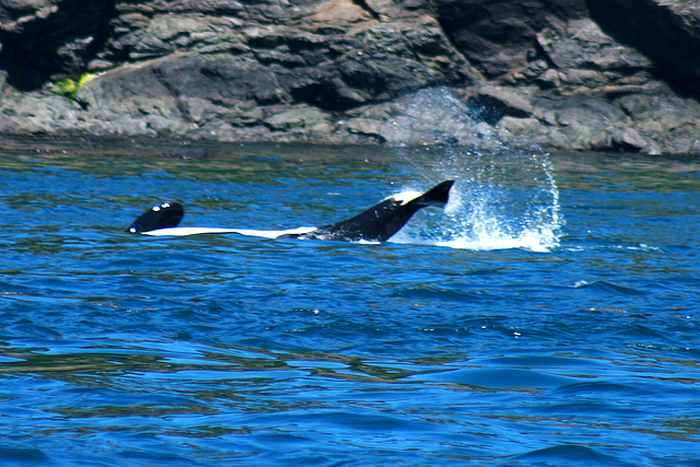 Orca Play