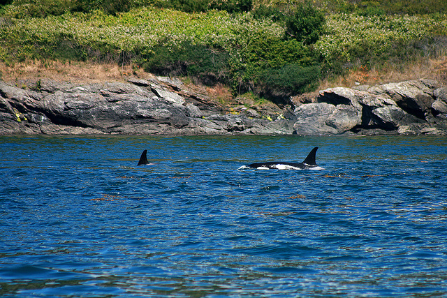 Some of the White Markings are Visible