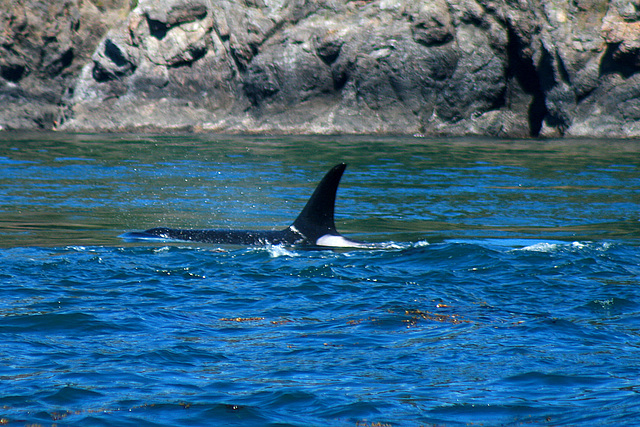 A Daunting Orca Fin