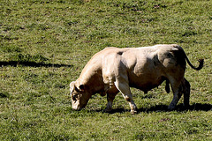 Cantal