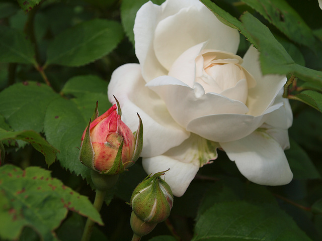 Strauchrose Winchester Cathedral