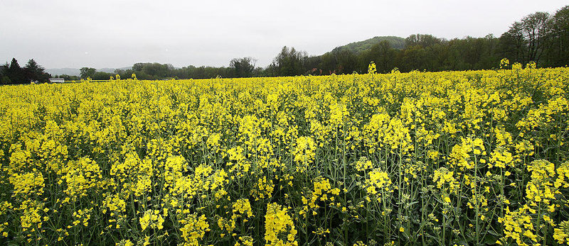 20100506 3054Ww [D~LIP] Raps (Brassica napus), Kalletal