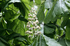 20100506 3053Aw [D~LIP] Rosskastanie (Aesculus hippocastanum), Kalletal