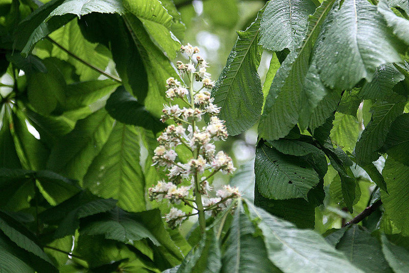 20100506 3053Aw [D~LIP] Rosskastanie (Aesculus hippocastanum), Kalletal