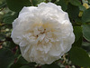 Strauchrose Winchester Cathedral