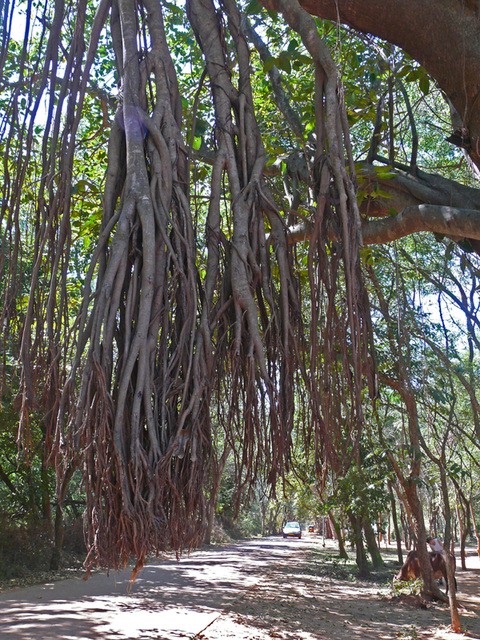 le banian : l'arbre en marche