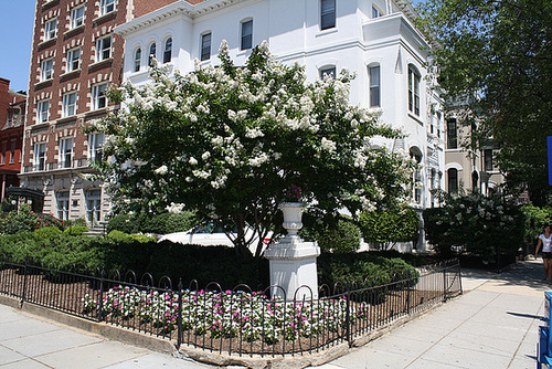 04.Tree.WhiteFlowers.16P.NW.WDC.18June2010