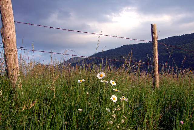 Cantal