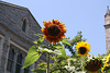 03.SunflowerGarden.16P.NW.WDC.18June2010