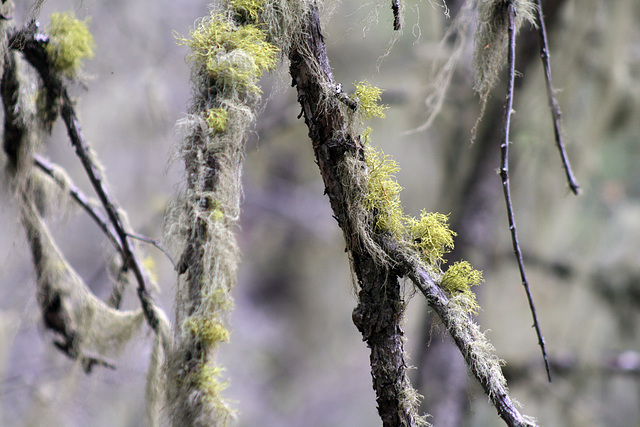 Lichens