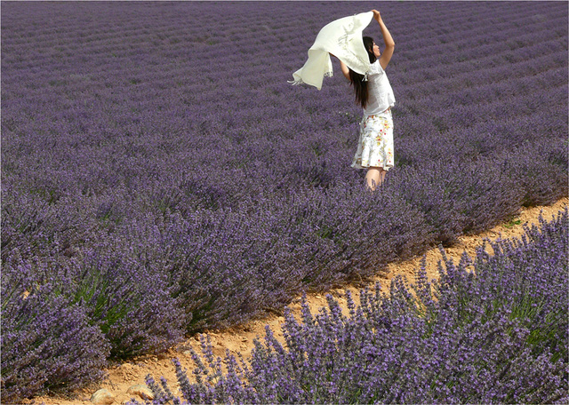 papillon blanc à Valensole