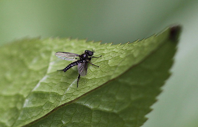 20100516 3569Mw [D~LIP] Wollige Haarmücke (Bibio lanigerus), Bad Salzuflen