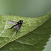 20100516 3569Mw [D~LIP] Wollige Haarmücke (Bibio lanigerus), Bad Salzuflen