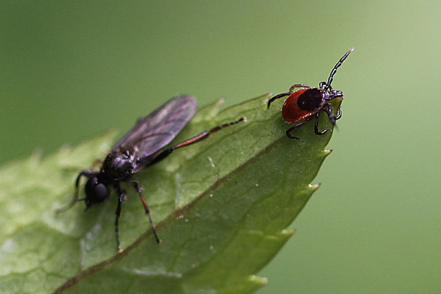 20100516 3577Mw [T~G] Gemeiner Holzbock (Ixodes ricinus) [Zecke], Insekt, Bad Sazuflen