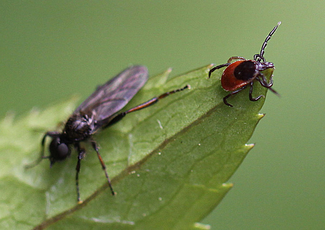 20100516 3579Mw [T~G] Gemeiner Holzbock (Ixodes ricinus) [Zecke], Insekt, Bad Sazuflen