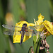 20100616 5695Aw [D~BI] Vierfleck (Libellula quadrimaculata), Lilie, Botanischer Garten, Bielefeld
